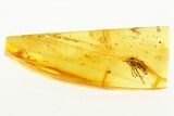 Detailed Fossil Dagger Fly (Empididae) In Baltic Amber - Great Eyes #288543-1